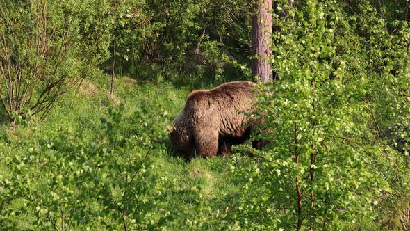 Brown Bear Ursus Arctos in Wild Nature