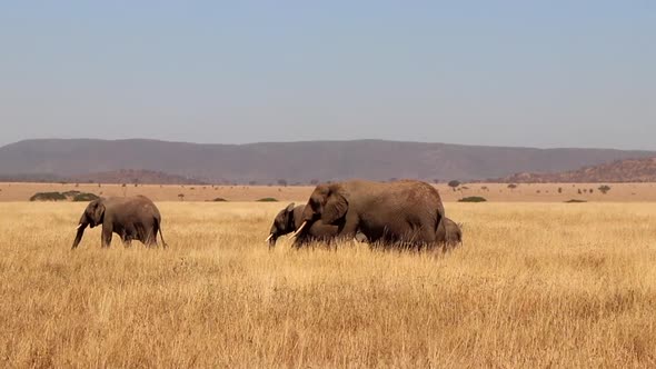 A Small Herd of Elephants Walk Through the Plains of the Serengeti in Africa, Slow Motion