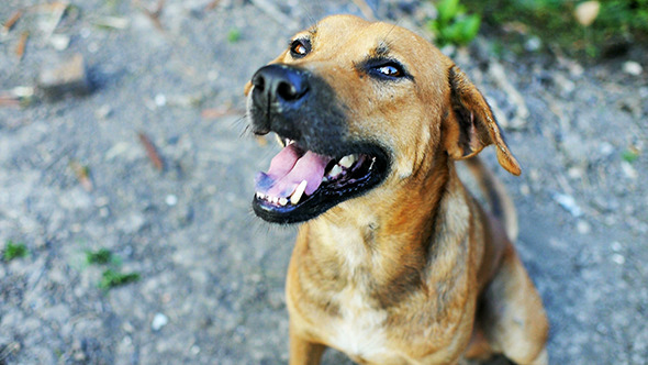 Dog Waiting Resting