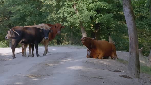 Several Cows are Walking in the Forest
