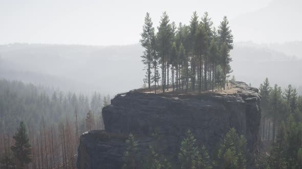 Evergreen Fir Tree and Mountains on a Background on a Sunset After the Rain alt