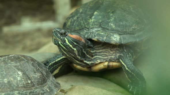 Pond Slider Turtle From South United States and Northern Mexico, Exotic Pets