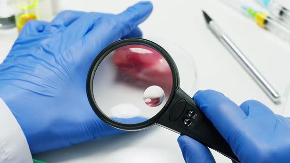 Medical Scientist Specialist Examining Meat with a Magnifying Glass in Modern Food Laboratory