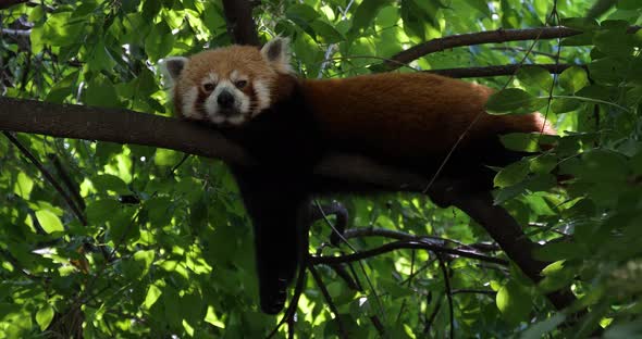 Red Panda having a rest on a tree