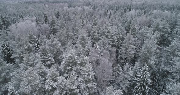 Winter Landscape with Forest