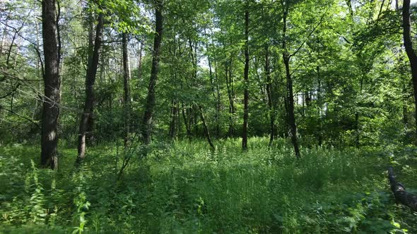 Trees in the Forest By Summer Day