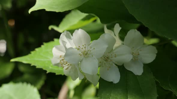 Beautiful  sweet mock-orange  petals close-up 4K 2160p 30fps UltraHD footage - Philadelphus coronari