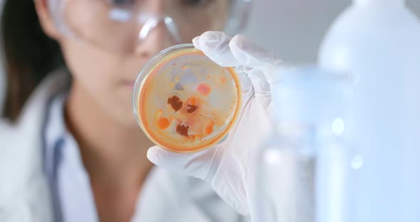 Scientist doing the experiment on petri dish 