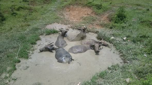 Water Buffaloes Lie in Puddle Among Meadow Bird Eye View 