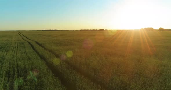 Low Altitude Flight Above Rural Summer Field with Endless Yellow Landscape at Summer Sunny Evening