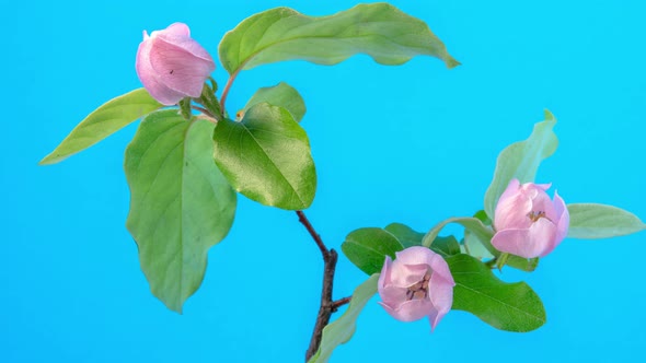 Quince Blossom Timelapse on Mint 3