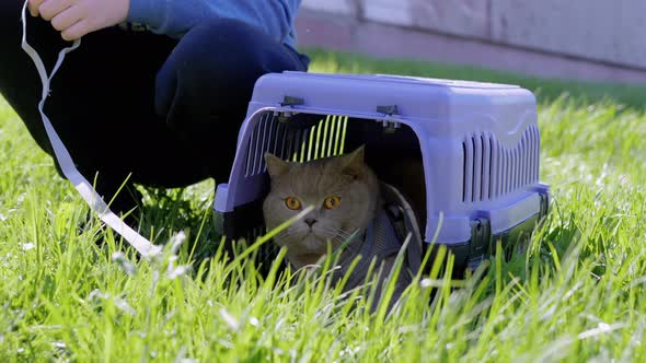 Child Walking a Gray British Cat on a Leash in Carrier Outdoors in Green Grass