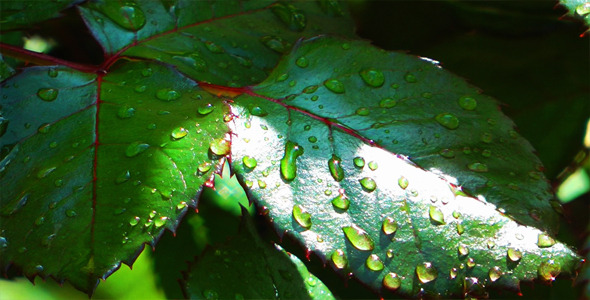 Green Leaves after the Rain