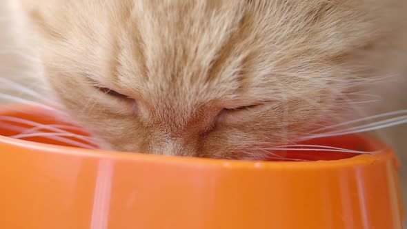 Cute Ginger Cat Is Eating Cat Food From Bright Orange Bowl. Close Up Slow Motion Footage of Fluffy