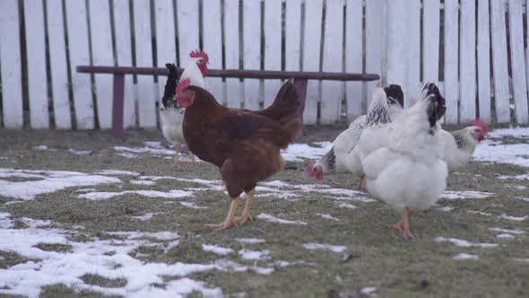 Hens Eat Grass in the Snow