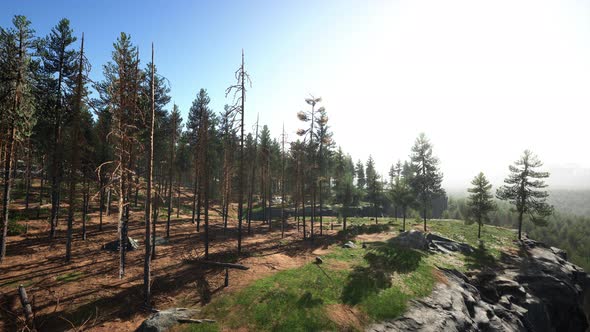 Wild Pine Trees at Dawn During Sunrise in a Beautiful Alpine Forest