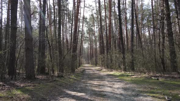 Aerial View of the Road Inside the Forest