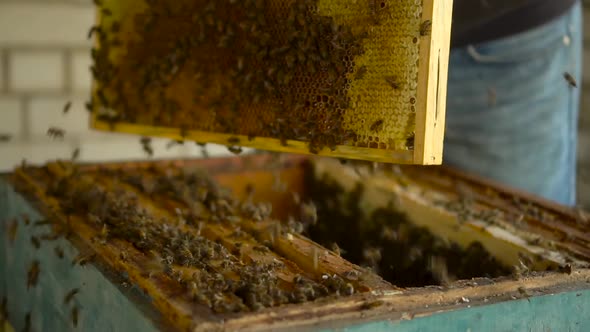 A Man Holds a Frame with Honeycombs and with a Sharp Movement of His Hands Drops the Bees