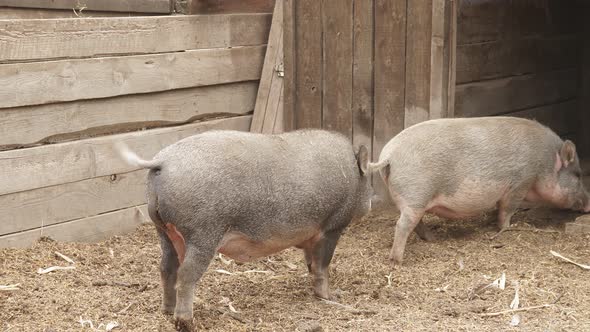 Funny Pigs Wag Their Tail and Go To Their Stable, Pen. the Concept of Agriculture