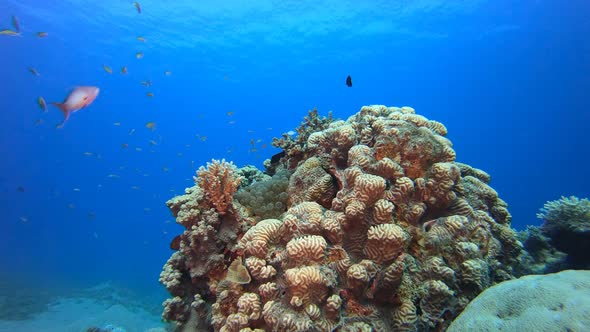 Underwater Tropical Sea Clownfish