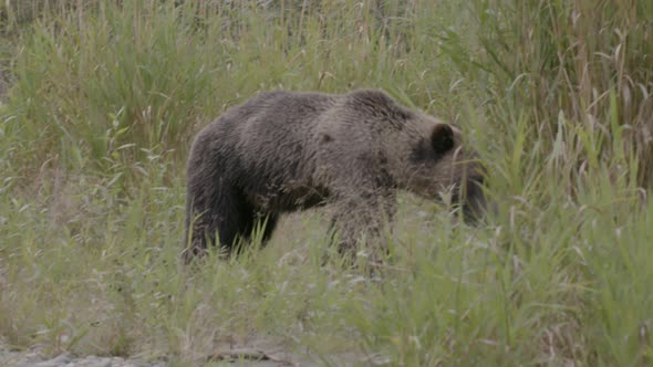 Grizzly Bear Walking Through Grass