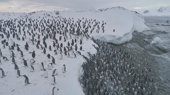 Gentoo Penguin Colony Going Ashore Aerial Top View