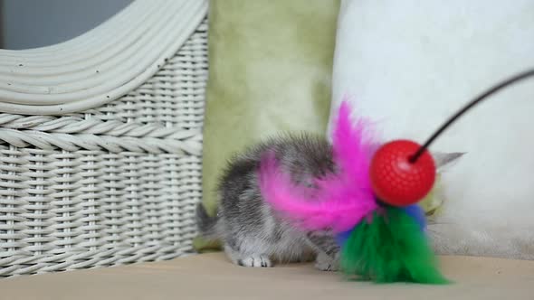 Cute Kitten Playing Toy On Sofa