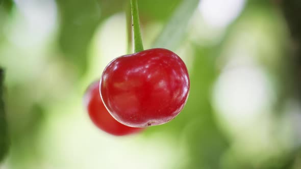 Cherry (2K)