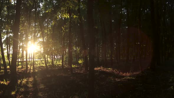 Forest in Sunny Afternoon 02