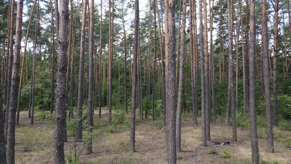 Natural Landscape in the Forest During the Day