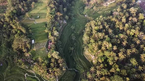 Bali Ubud Tegalalang Rice Terrace Paddies Fields Valley Aerial Scenery