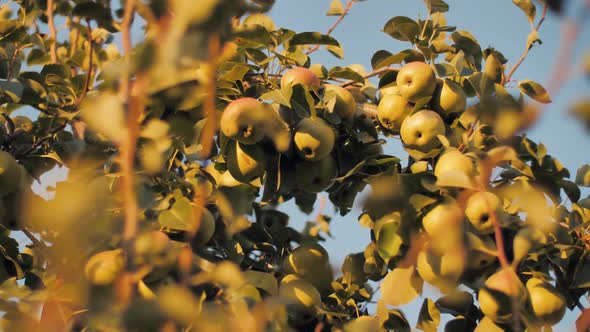 Green Pears on the Tree