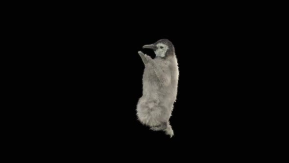 75 Penguin Dancing HD