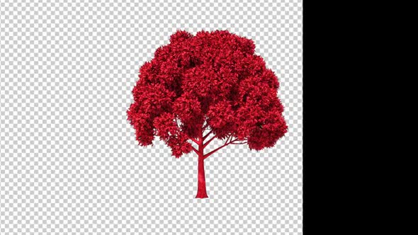 Red Growing Tree