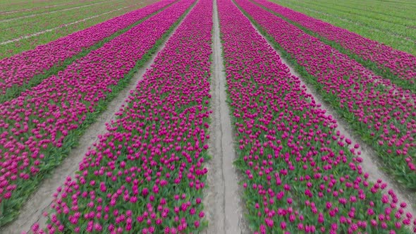 Rows of Purple Tulips in full bloom, Aerial view.