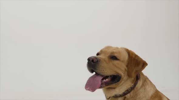 Golden Labrador Sitting and Watching Something on White Background, Slow Motion