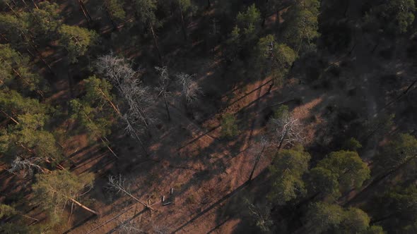 Pine Forest Top-down View. Flying Over a Rare Pine Forest with the Camera Lowered Vertically Down