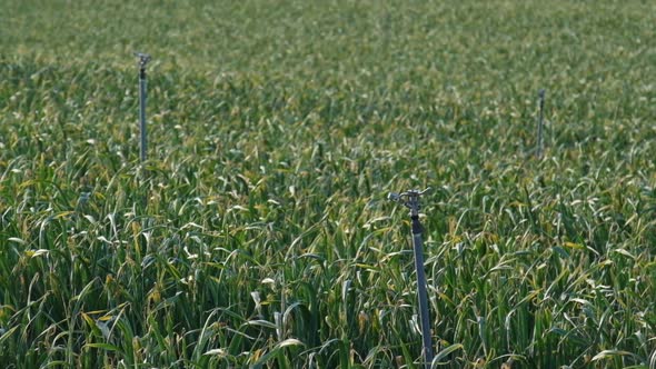 Onion Field and Watering System