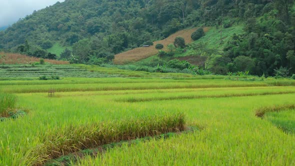 Rice Terraces in Doi Inthanon National Park in Chiang Mai Province, Thailand