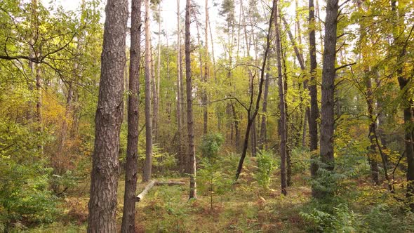 Forest with Trees in an Autumn Day