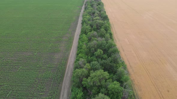 Aerial View of Land with Gold Wheat and Green Sunflower.