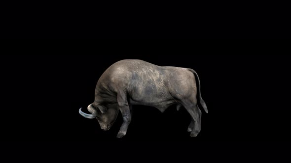 4K American Buffalo Eat alt