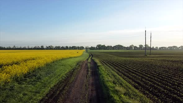 Aerial Drone View Flight Over Road Between a Yellow Flowering Rapeseed Field