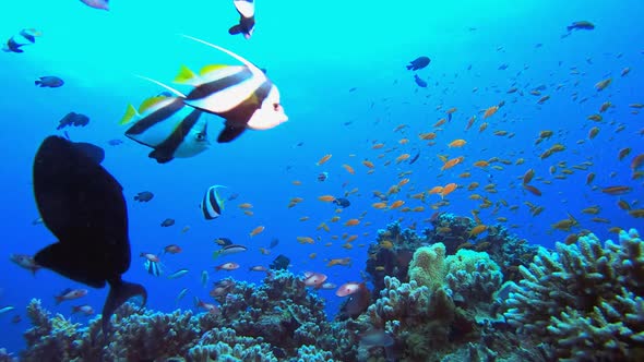 Underwater Sea Tropical Life