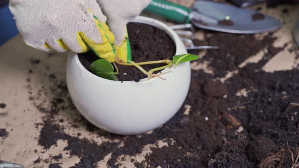Female Hands Gloved Hands Plant a Sprout of a Home Plant in a Pot with Earth