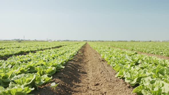 Lettuce plants in a large agricultural field, tracking shot