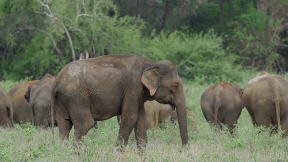 Herd of Asian elephant with baby elephants 