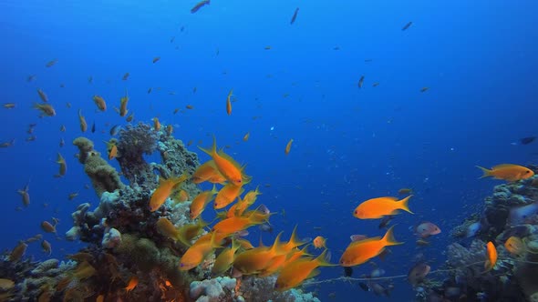 Colourful Tropical Reef Scene