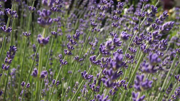 Medium shot of a lavender plant slowly swaying in the breeze.