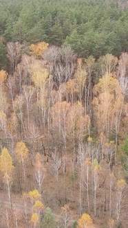 Vertical Video of a Beautiful Forest in the Afternoon Aerial View